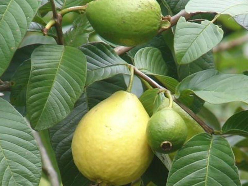 أوراق الجوافة كنز من الفوائد الصحية.. علاج التهاب الشعب الهوائية وخفض سكر الدم 3