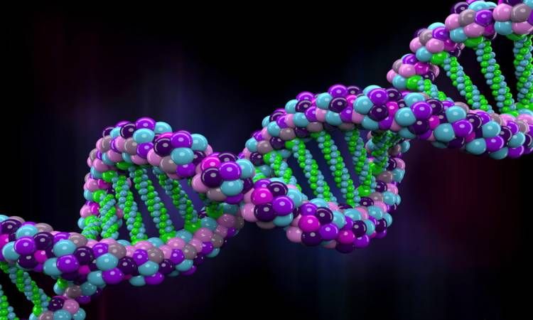 الحمض النووي DNA