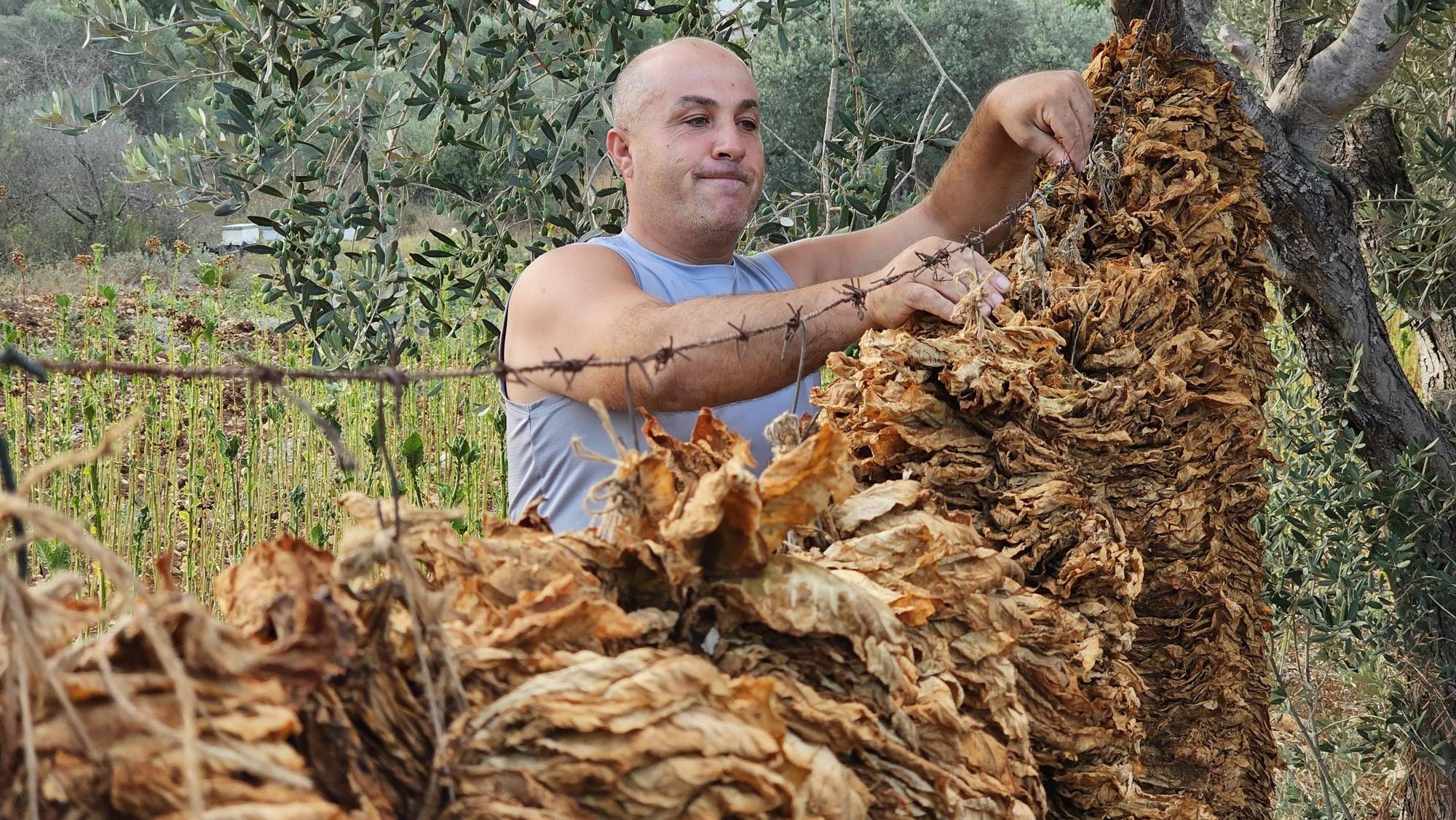 مزارعو التبغ في <a class='entities-links' href='/entity/2327745971/جنوب-لبنان/ar/1?utm_term=PublicFigures-جنوب-لبنان&utm_source=Lebanon24-Frontend&utm_campaign=PublicFigures&utm_medium=PublicFigures-جنوب-لبنان&id=224916&catid=0&pagetype=PublicFigures'>جنوب لبنان</a> يخسرون مصدر عيشهم بفعل الحرب