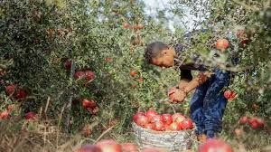 ‫رمان منفلوط يضيء مزارع «الذهب الأحمر» في مصر | صحيفة الخليج‬‎