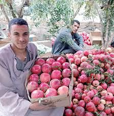 ‫أحلام مزارعى الرمان.. أسيوط تقيم أول مصنع للمركزات بتكلفة مليارى جنيه - الأهرام اليومي‬‎