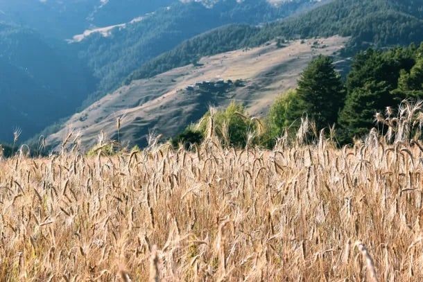 ثقافة القمح الجورجية