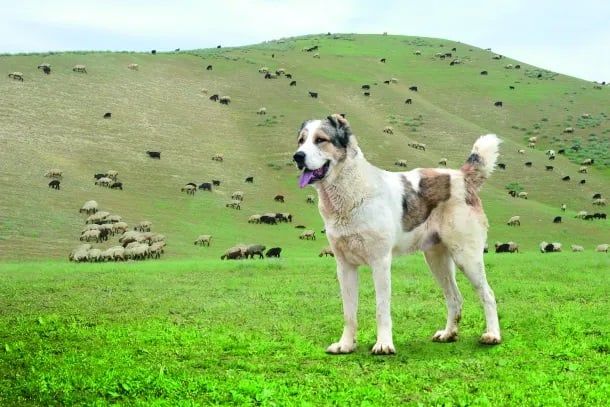 فن تربية كلاب التركمان ألاباي فن تربية كلاب التركمان ألاباي