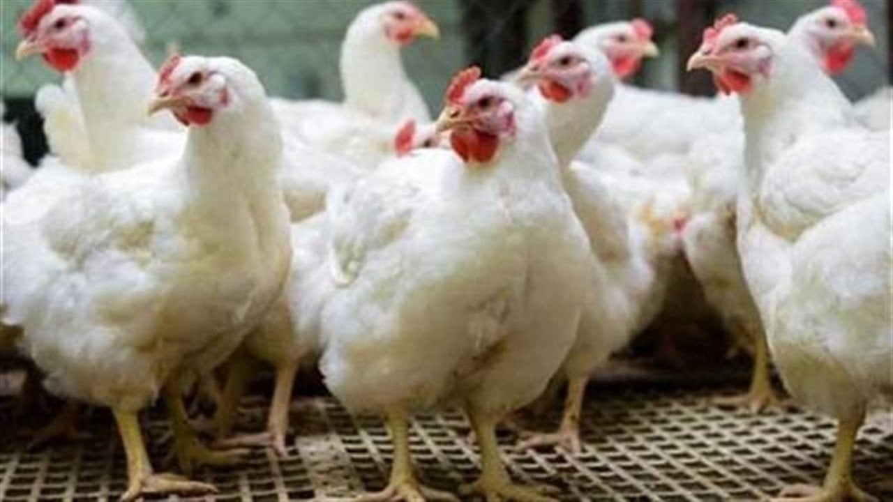سعر كيلو الفراخ اليوم الأربعاء في السوق المحلي.. نشرة الدواجن