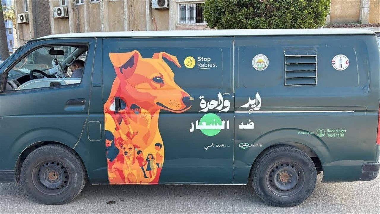 انطلاق أول مبادرة لرعاية الكلاب بلا مأوى في دمياط