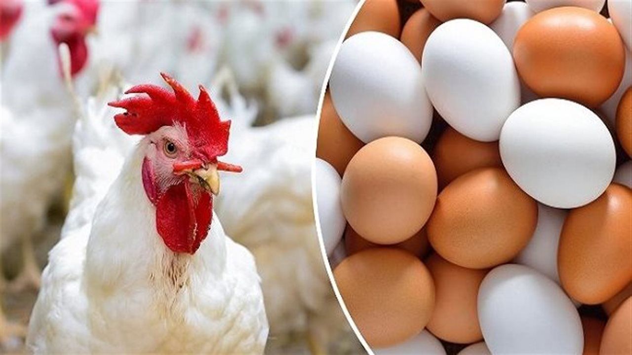 أسعار الفراخ البيضاء والبلدي والساسو اليوم الجمعة في الأسواق والمزارع