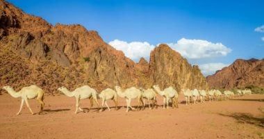 أمانة حائل تنفذ مشاريع نوعية لتعزيز جودة الحياة وتحقيق أنسنة المدينة السعودية