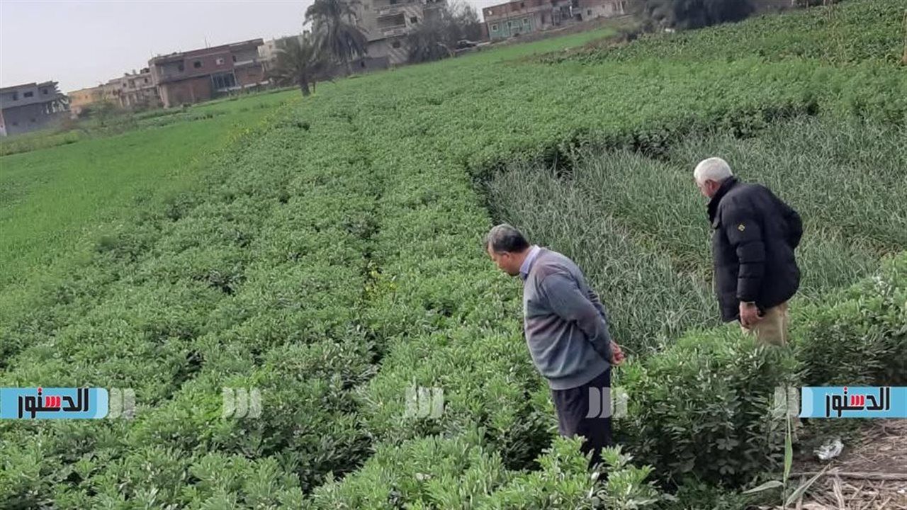 "زراعة كفر الشيخ" تواصل جهودها الميدانية لمتابعة الحالة العامة للمحاصيل