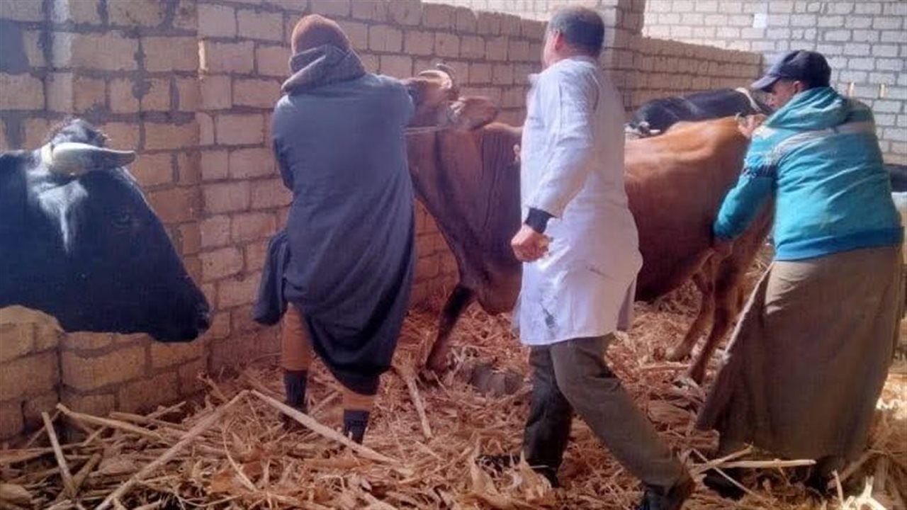 "الزراعة": تحصين أكثر من 2.1 مليون رأس ماشية ضد الحمى القلاعية