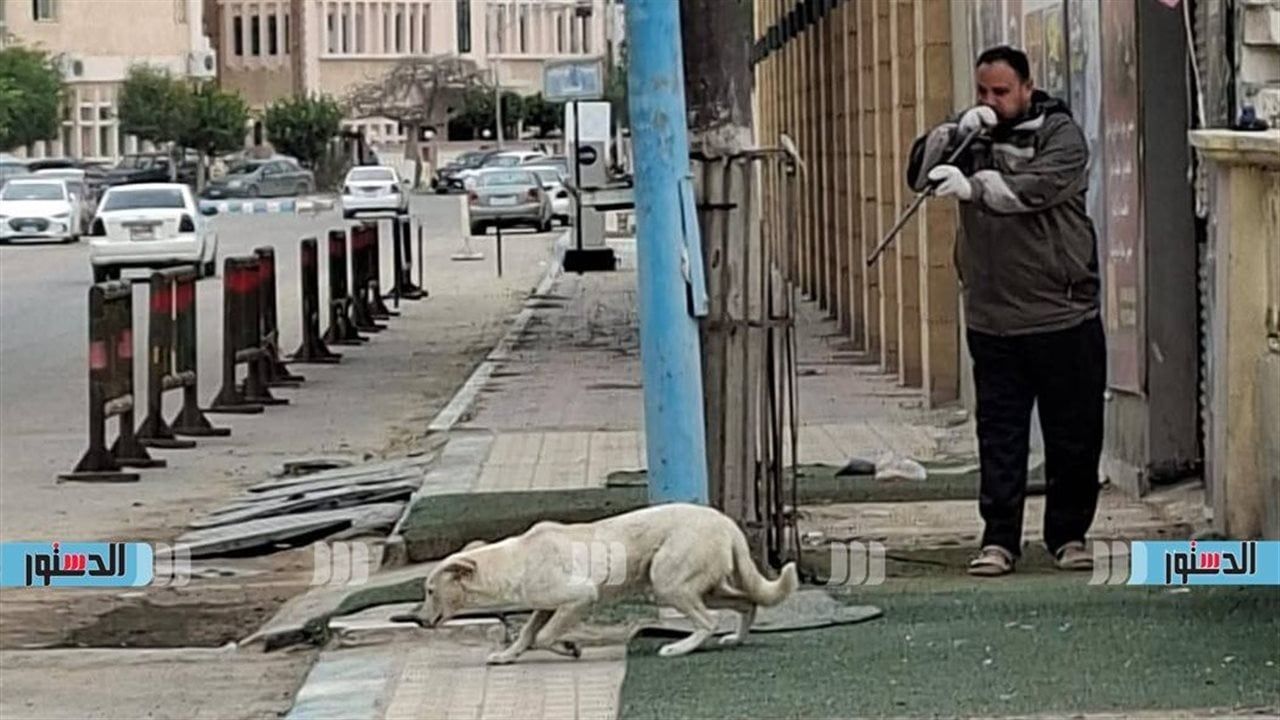 محافظ مطروح: خطة عمل موسعة للتعامل مع الكلاب الضالة والحد من تكاثرها