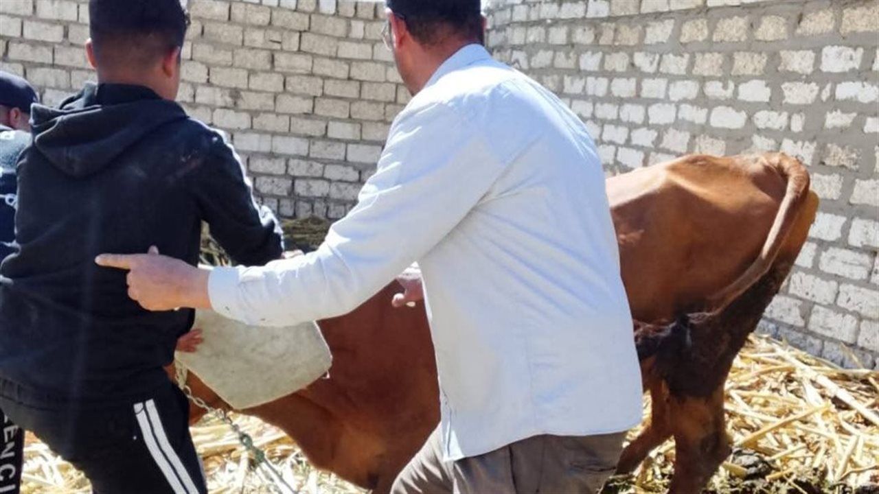 "بيطري المنيا": تحصين 86303 رأس ماشية وأغنام ضد الحمى القلاعية