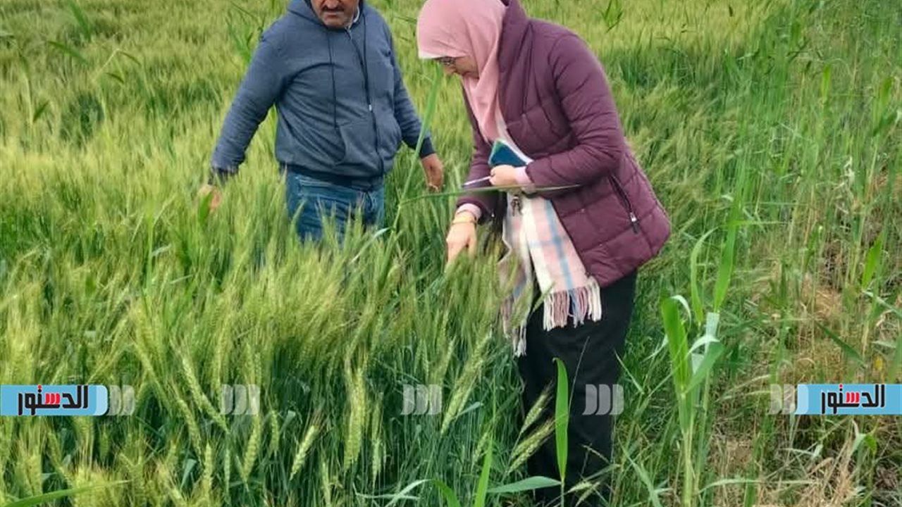 "زراعة كفر الشيخ": جولات مكثفة للرقابة على المبيدات والاطمئنان على القمح والبنجر