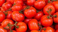 تحرك حكومي.. طرح الطماطم بسعر مخفض في المنافذ