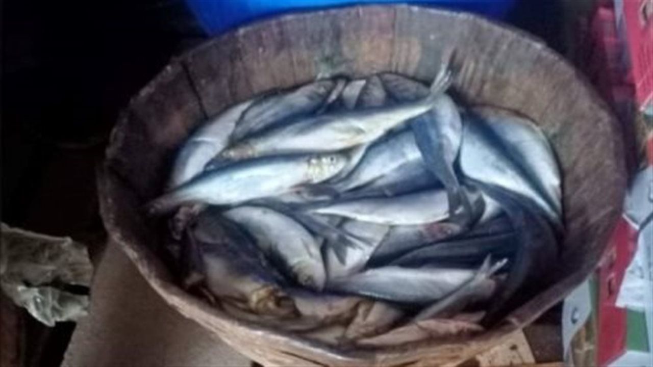 الخدمات البيطرية بالقليوبية تضبط 1.2 طن أسماك غير صالحة