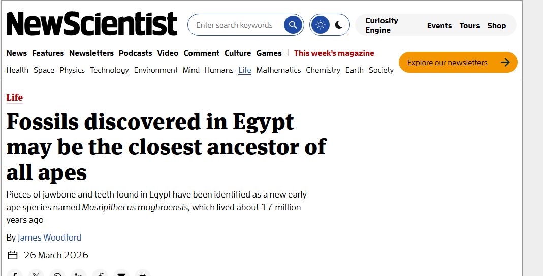 new scientist: اكتشاف "مصريبثيكس" يفتح الباب أمام فهم جديد لتاريخ تطور القردة