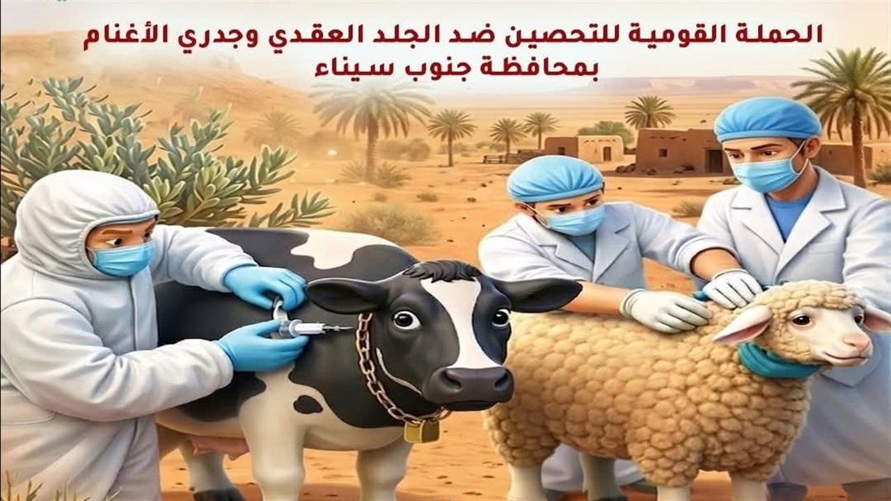 غدًا.. انطلاق حملة بيطرية موسعة في جنوب سيناء لمواجهة الأمراض الوبائية