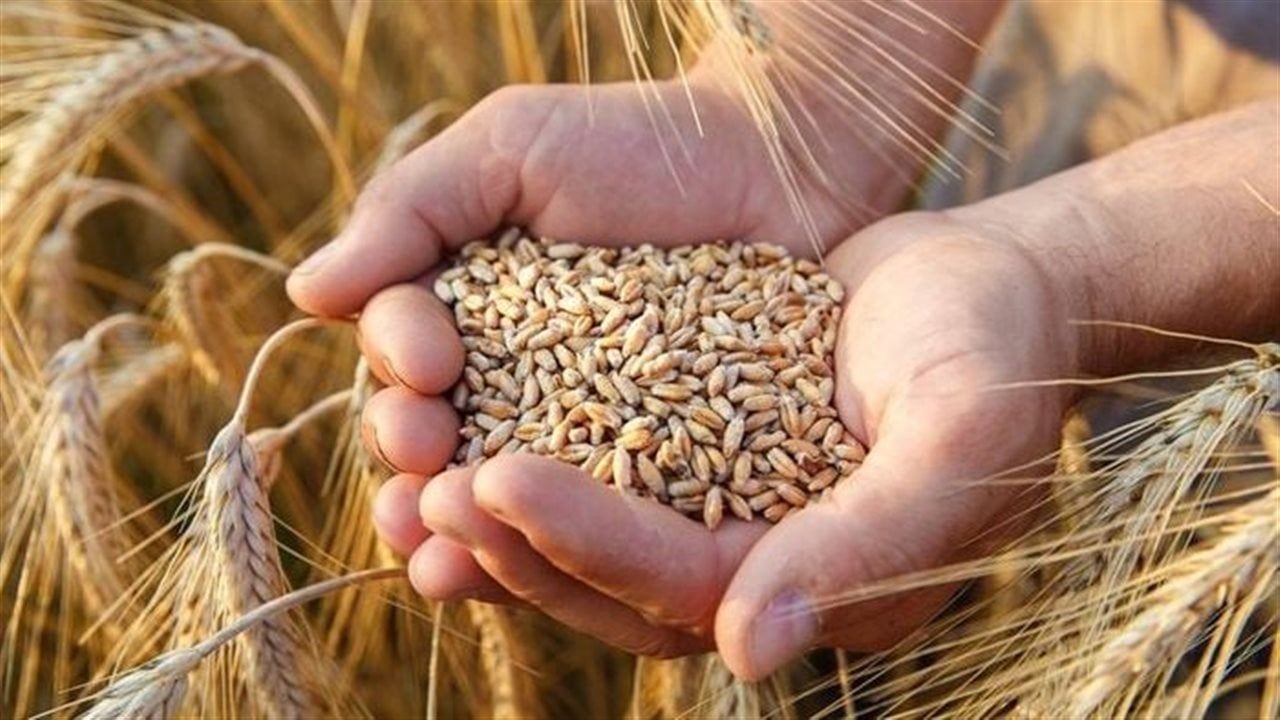 أسعار الحبوب الأساسية اليوم الإثنين 30 مارس 2026 في محافظة الغربية