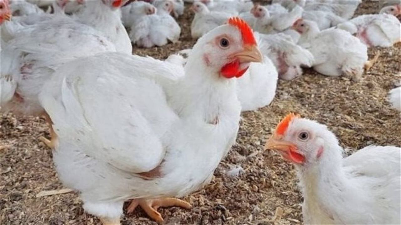أسعار الدواجن في الدقهلية اليوم الثلاثاء 31 مارس