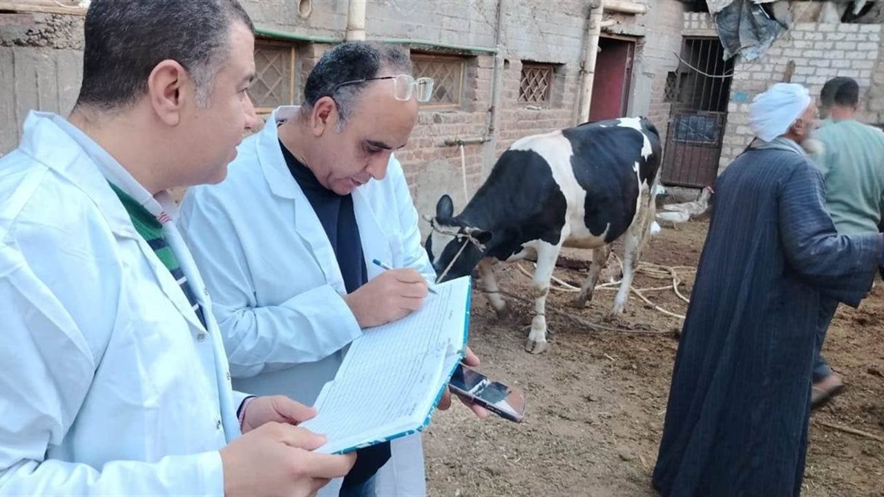 تحصين أكثر من 20 ألف رأس ماشية ضد الجلد العقدي وجدري الأغنام بسوهاج