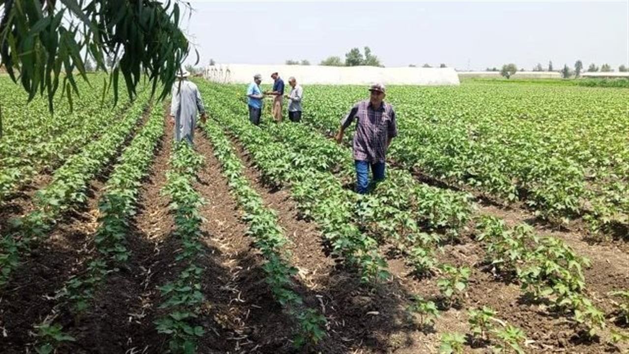 "الزراعة" تعقد ورشة العمل السنوية لتقييم نتائج المحاصيل الصيفية