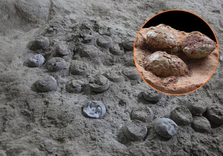 بيض ديناصور متحجر