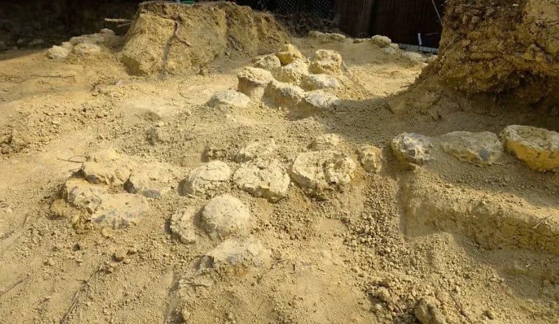 بيض متحجر لديناصور فى اسبانيا