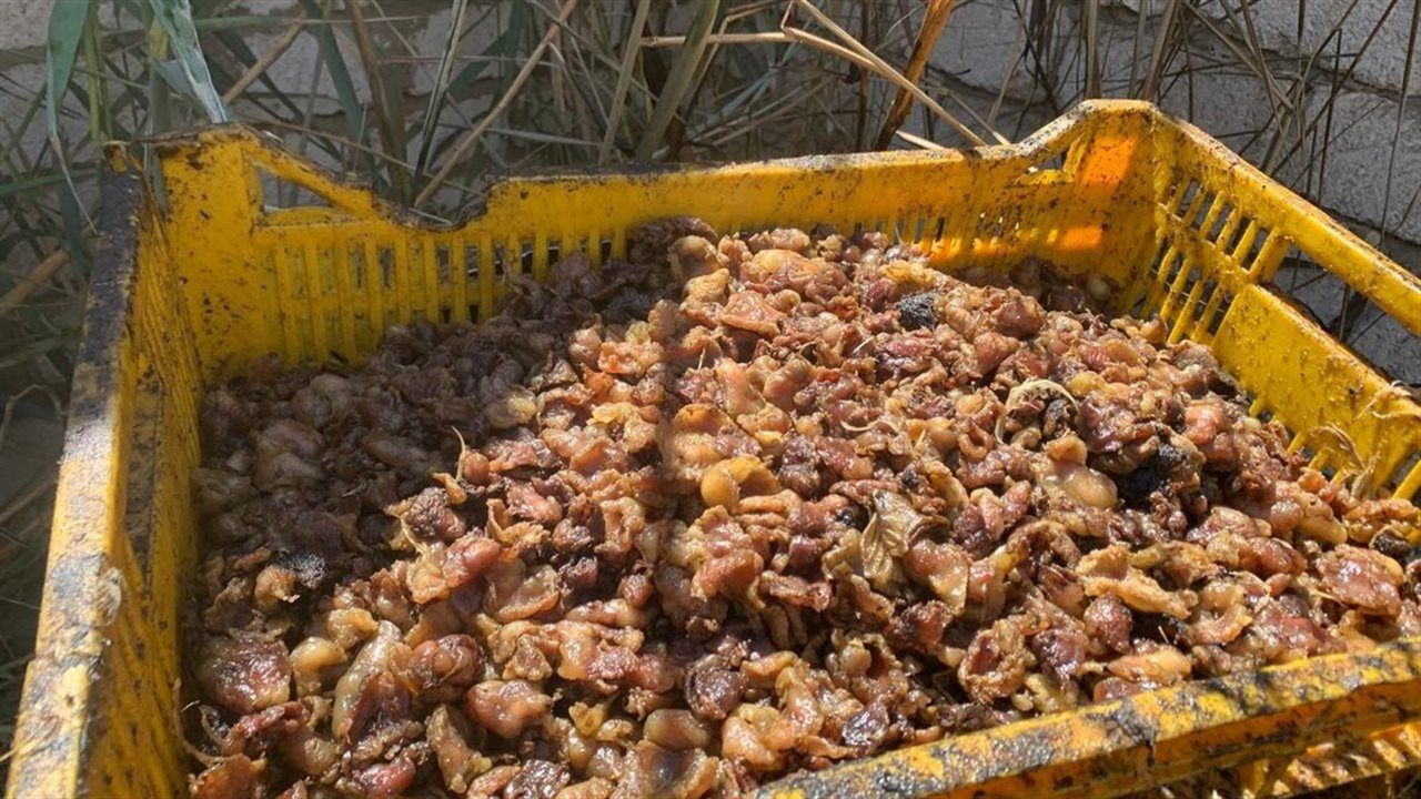 ضبط طن و350 كجم من الدواجن بمجزر غير مرخص بالغربية