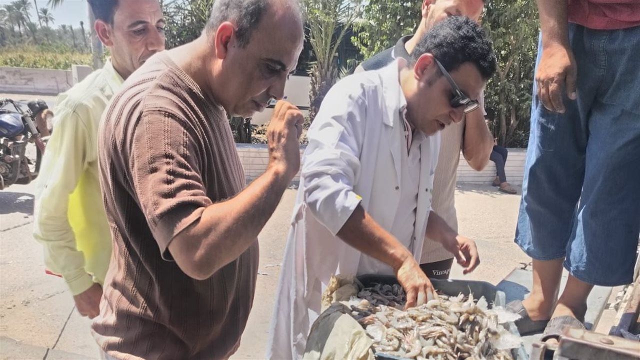 ضبط أكثر من طن جمبري فاسد في سنورس بالفيوم