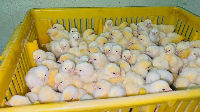 تبدأ من 14 جنيها، أسعار الكتاكيت والبط اليوم السبت في بورصة الدواجن