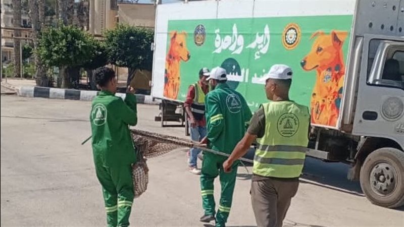 تكثيف الحملات بالمناطق الأكثر تعرضا لانتشار الكلاب الضالة للحد من مخاطرها في الدقهلية