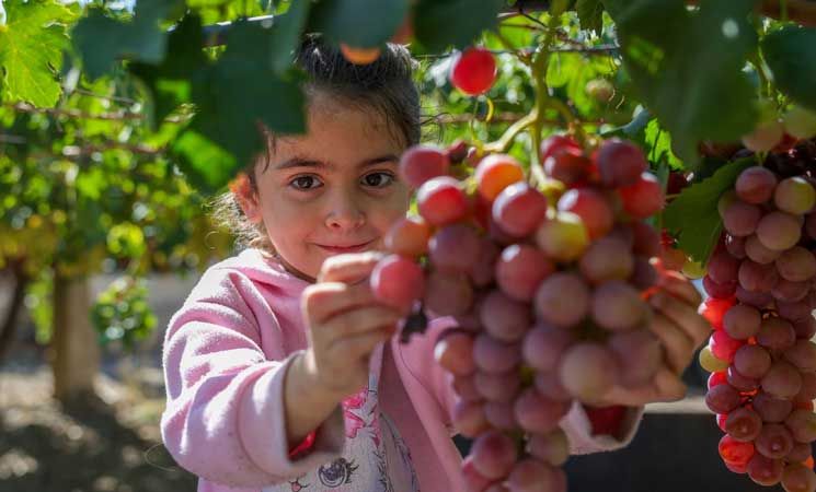 كروم القنيطرة… جني العنب تحت وطأة الانتهاكات الإسرائيلية- (صور)