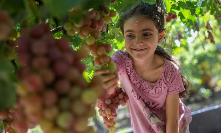 كروم القنيطرة… جني العنب تحت وطأة الانتهاكات الإسرائيلية- (صور)