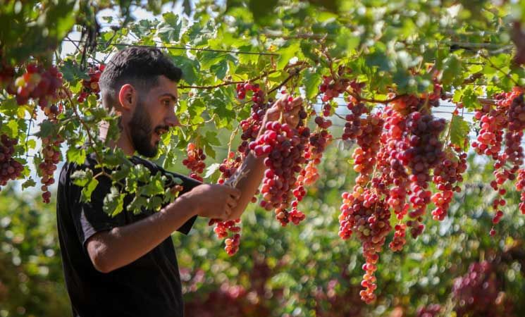 كروم القنيطرة… جني العنب تحت وطأة الانتهاكات الإسرائيلية- (صور)