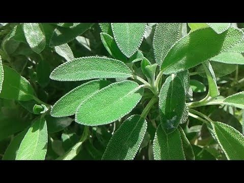 المرمرية وفوائدها
