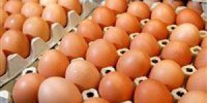 شعبة المواد الغذائية: انخفاض سعر طبق البيض بمقدار 10 جنيهات خلال 4 أيام