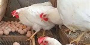 شعبة الثروة الداجنة: تقلبات السوق أخرجت 40% من المربين وغياب منظومة عادلة يهدد الصناعة