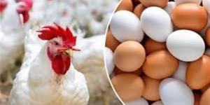 وفقا لبورصة الدواجن.. أسعار الفراخ البيضاء والساسو والبلدي اليوم الأربعاء