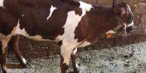 "بيطري كفر الشيخ": تنفيذ 4218 حالة تلقيح اصطناعي للماشية خلال مارس