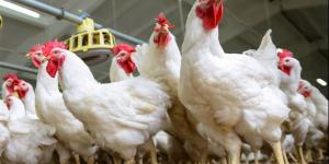 أسعار الدواجن والطيور في أسواق بورسعيد اليوم الخميس 2 أبريل