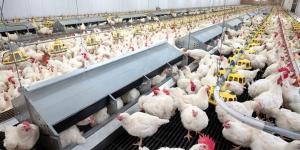 أسعار الدواجن اليوم الجمعة 3 أبريل 2026 بالغربية