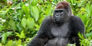 القردة العليا.. ما علاقتهم بالبشر؟