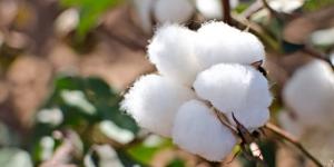 معهد بحوث القطن يتابع تجهيز بذور المزارع للمزارعيين