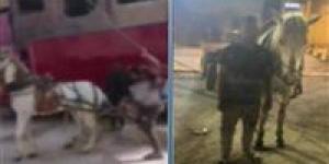 ضبط شخص تعدى بـ كرباج على حصان لإجباره عبور الرصيف في الخانكة