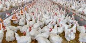 شعبة الدواجن: تراجع الأسعار بنسبة 30%.. الكيلو بـ و73سعر الكيلو في المزرعة