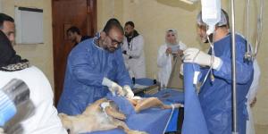 بدء تنفيذ بروتوكول متكامل للتعامل الحضاري مع الكلاب الضالة بمدينة السادات