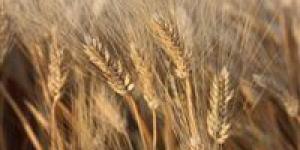 محافظ المنيا: تجهيز 42 موقعًا لاستقبال القمح بسعة 465 ألف طن استعدادًا لموسم 2026