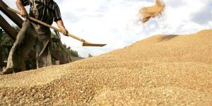 زراعة المنيا: مؤشرات إيجابية لإنتاجية محصول القمح هذا الموسم