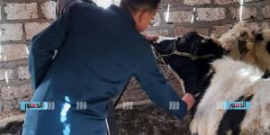 لجان للكشف على الماشية بالسونار في المنوفية