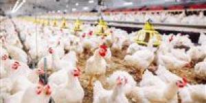 هدوء مفاجئ في أسعار الفراخ اليوم.. استقرار شامل يسيطر على الأسواق بعد موجة تراجع