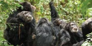 حرب أهلية فى الأدغال.. كيف سقطت «جمهورية» الشمبانزى فى فخ الاقتتال الداخلى؟